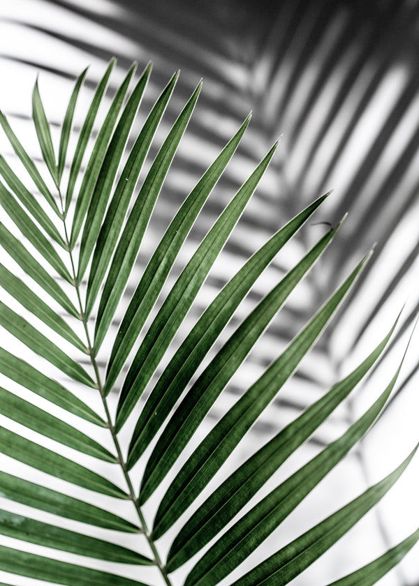 Botanický plakát s palmovým listem v detailu