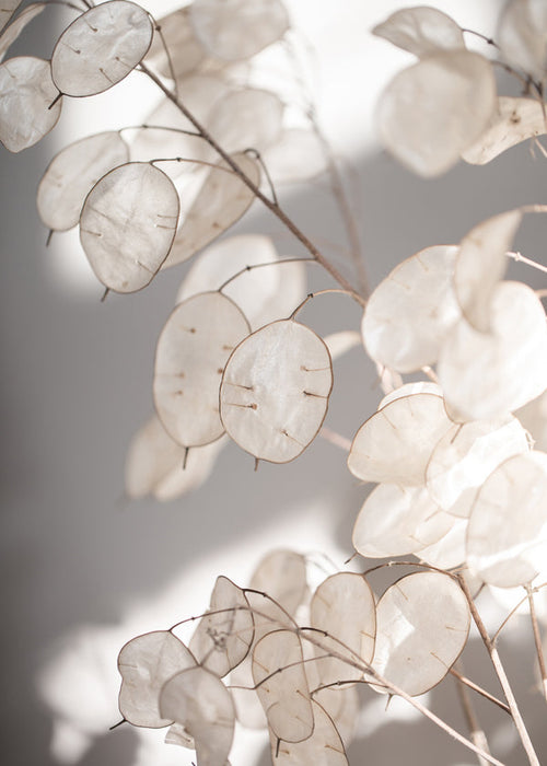 Botanický tisk průsvitné listy fotografie
