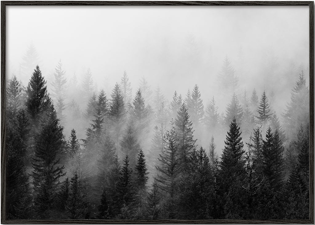 Černobílé umění: mlžný les panoramatický