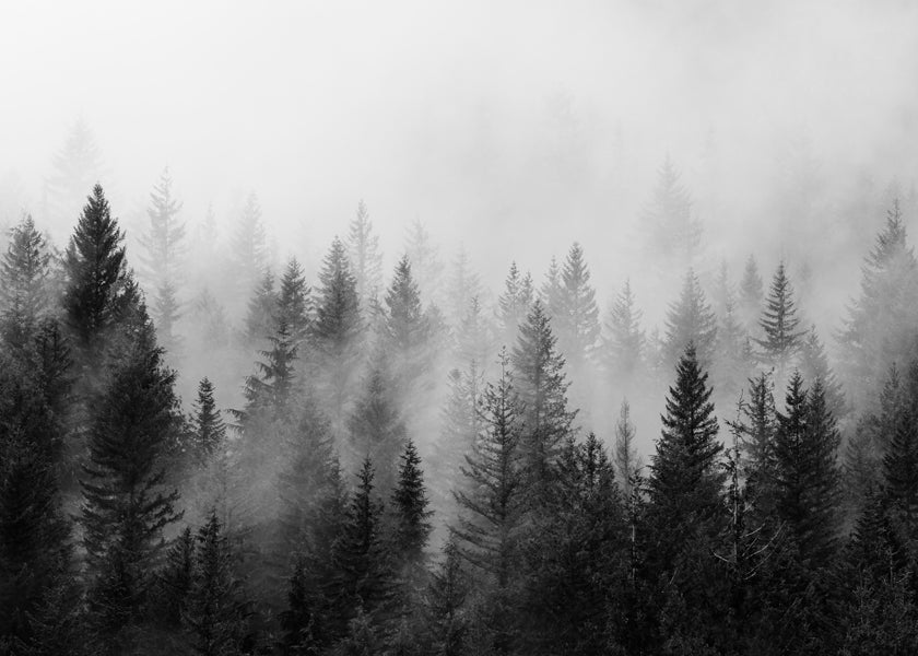 Černobílé umění: mlžný les panoramatický