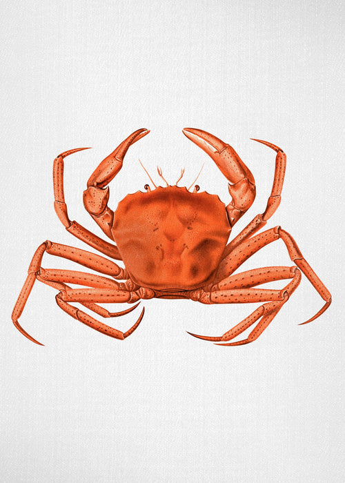 Obraz krab akvarel oranžový