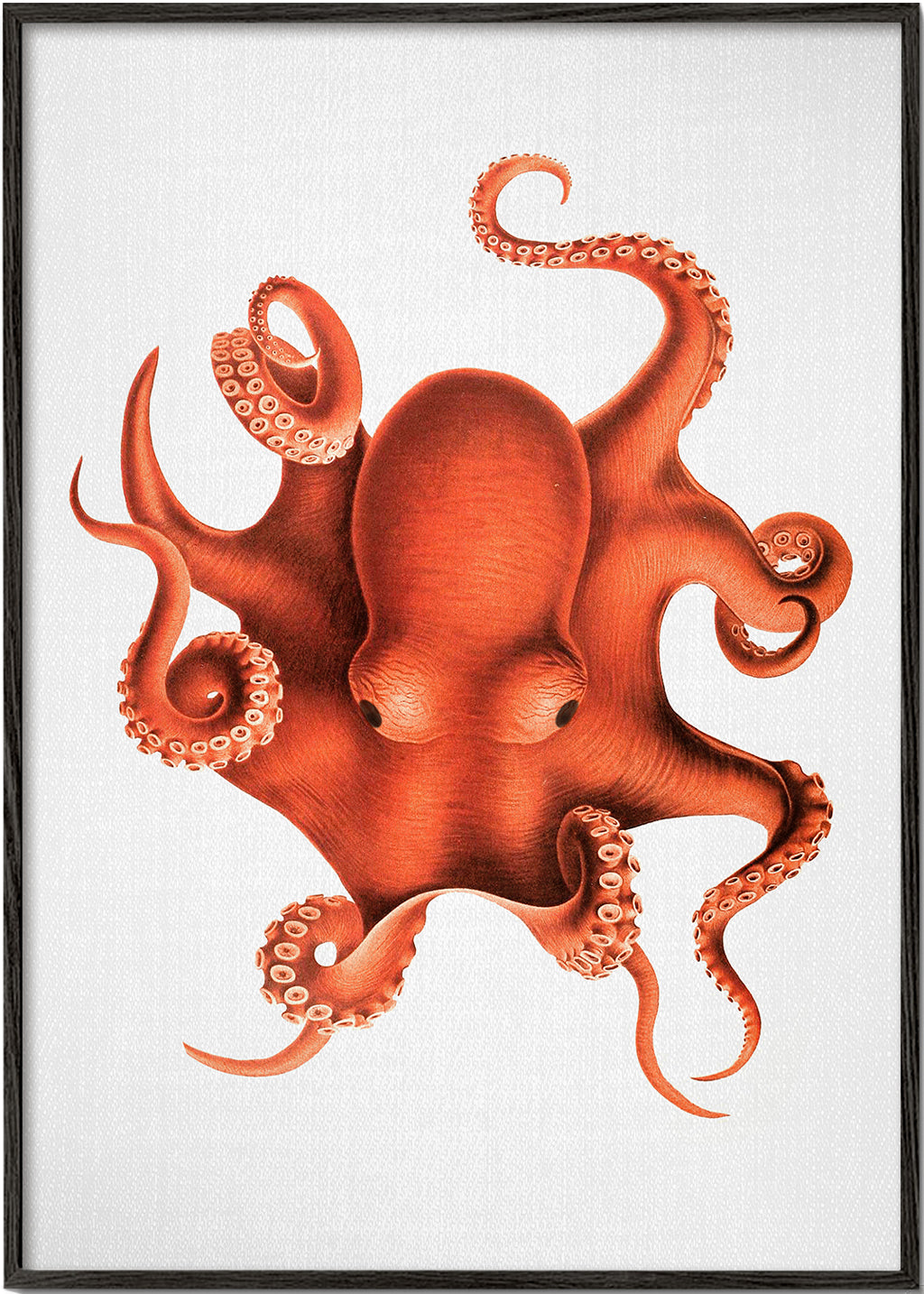 Ilustrace chobotnice v červené