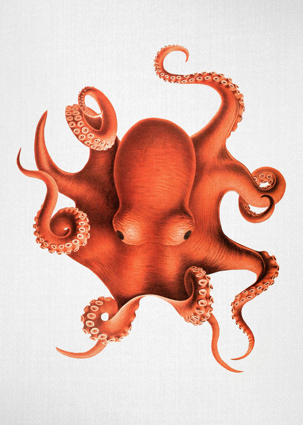 Ilustrace chobotnice v červené
