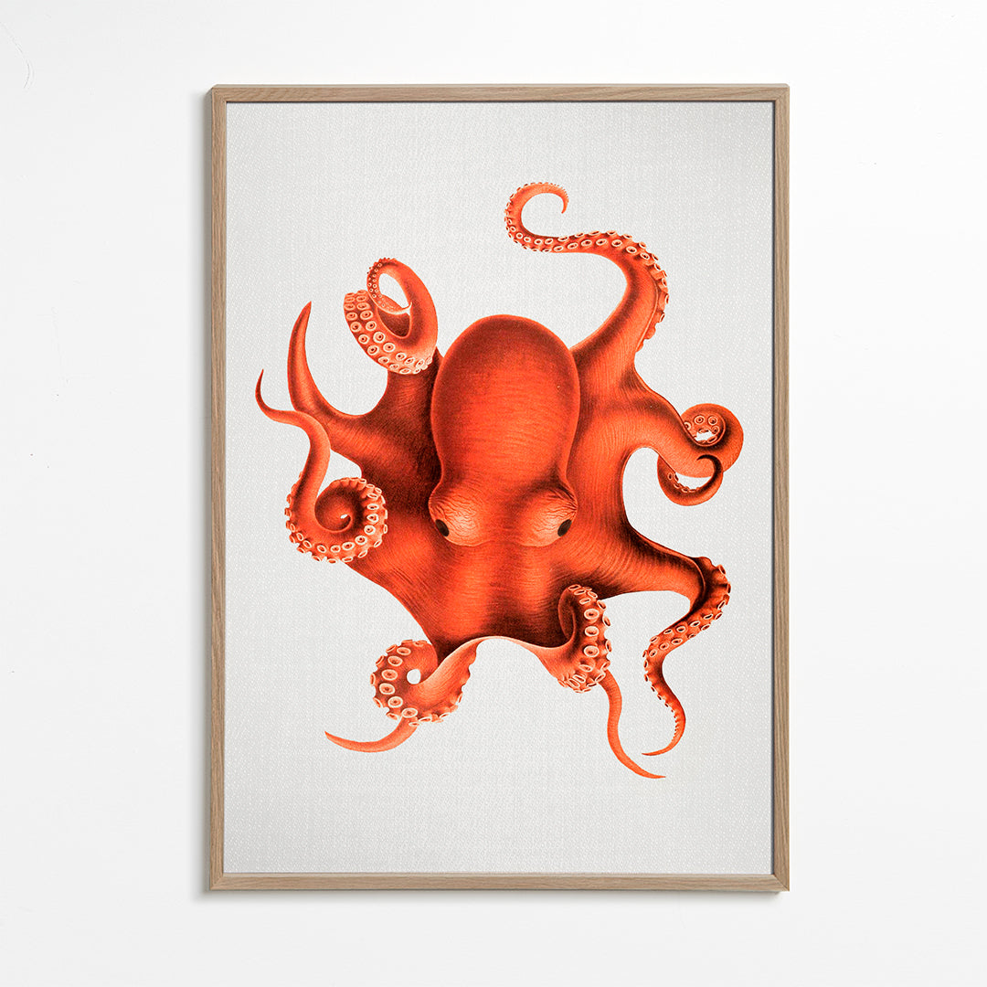 Ilustrace chobotnice v červené