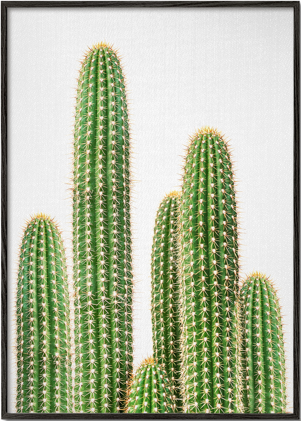 Botanický plakát: sloupovitý kaktus na bílém pozadí