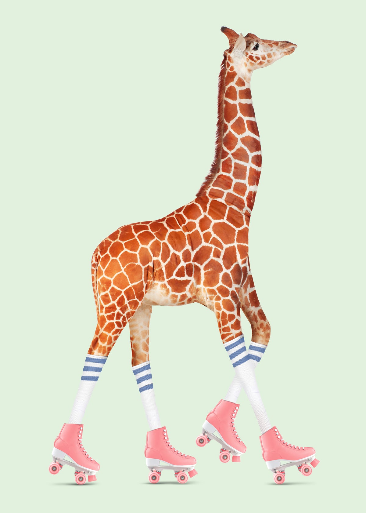 Rollerskating Giraffe - Unframed art print
