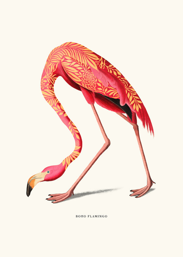 Ilustrace plameňáka boho