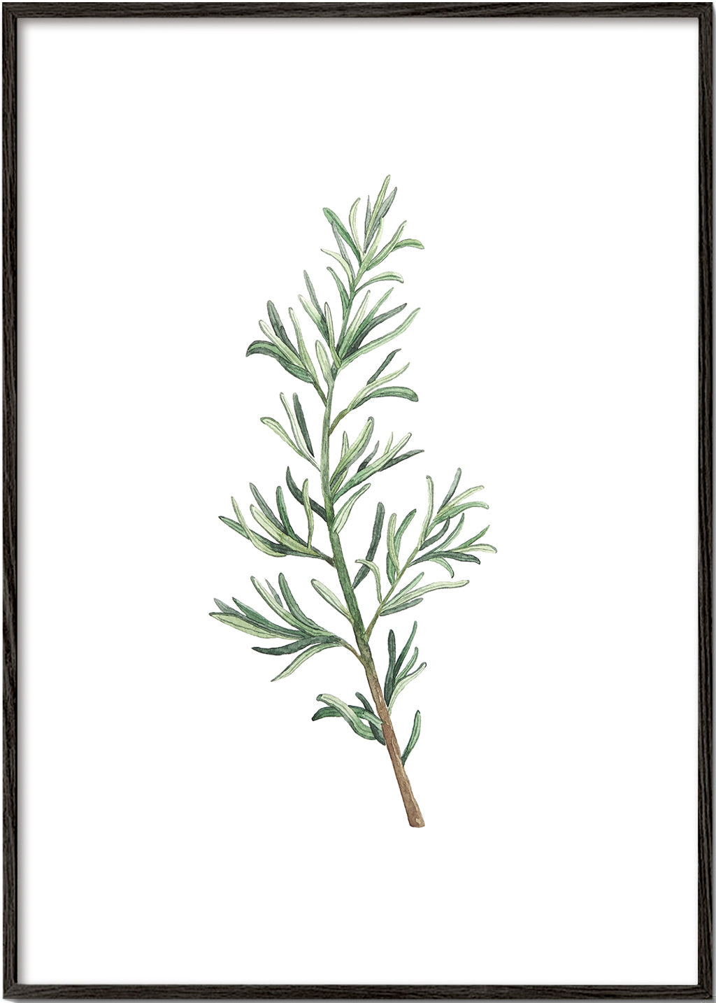 Botanický plakát: větvička rozmarýnu akvarel
