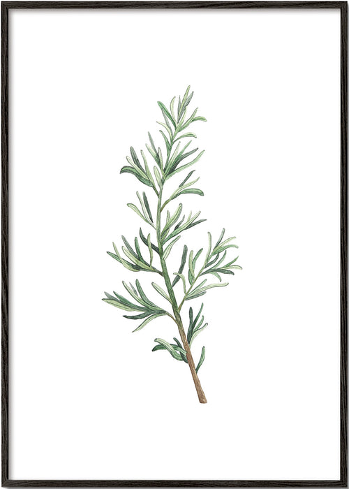 Botanický plakát: větvička rozmarýnu akvarel