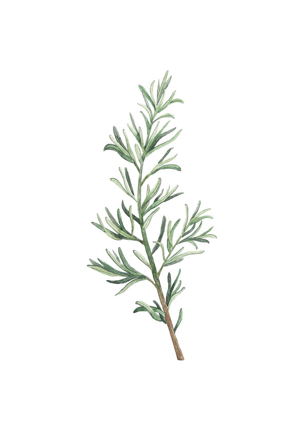 Botanický plakát: větvička rozmarýnu akvarel