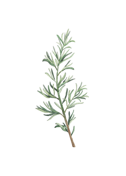 Botanický plakát: větvička rozmarýnu akvarel