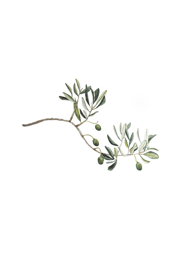 Botanický plakát větvička olivovníku