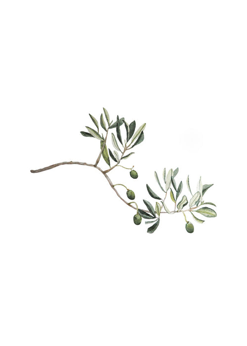 Botanický plakát větvička olivovníku