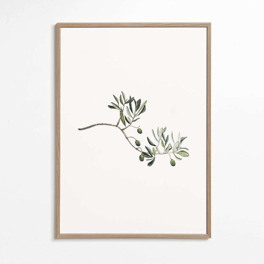 Botanický plakát větvička olivovníku