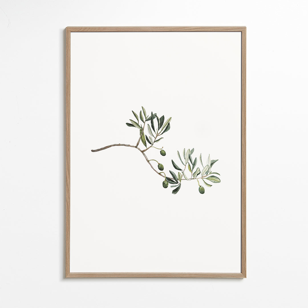 Botanický plakát větvička olivovníku