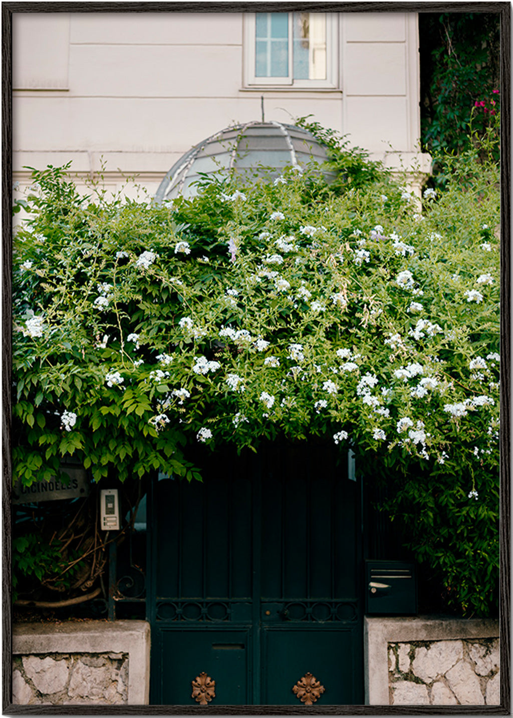 Botanický plakát s bílou popínavou rostlinou u brány – Black Frame