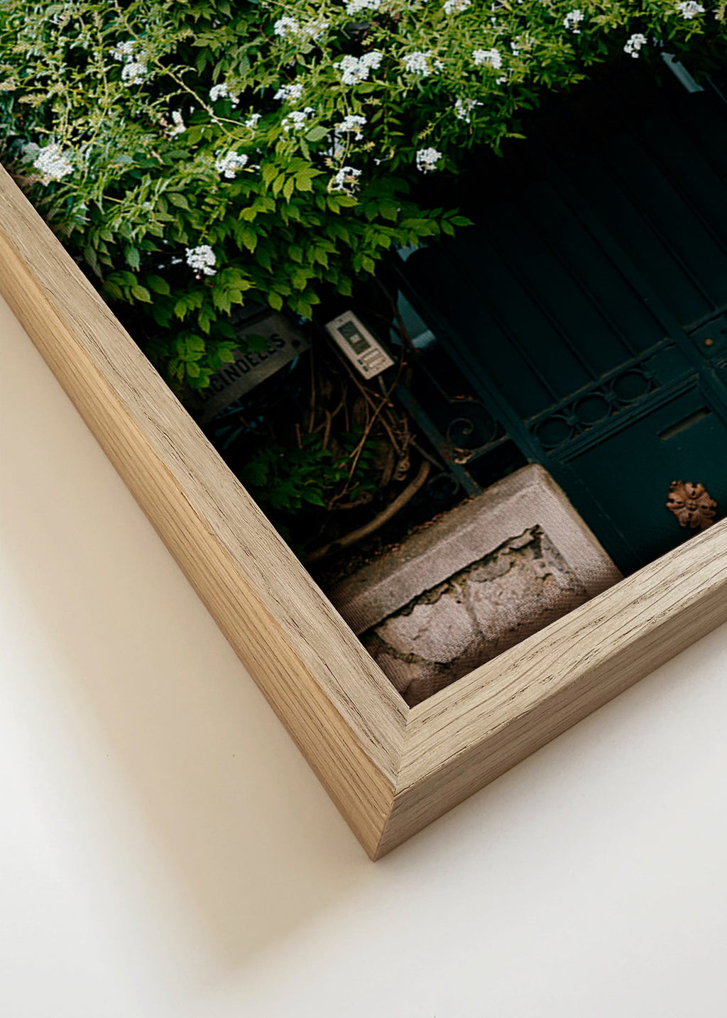 Botanický plakát s bílou popínavou rostlinou u brány – Canvas detail