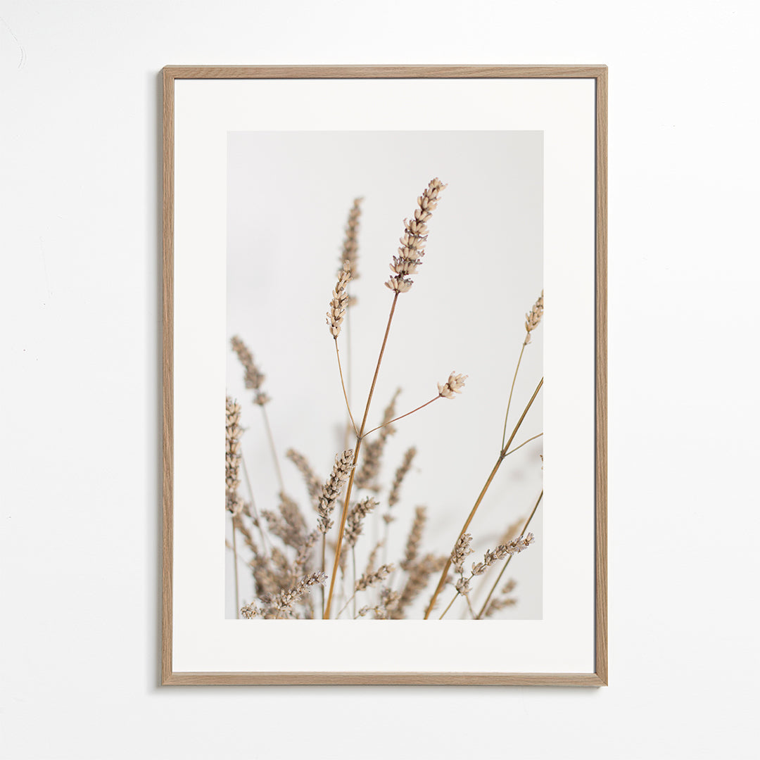 Botanický plakát: suché klasy na výšku
