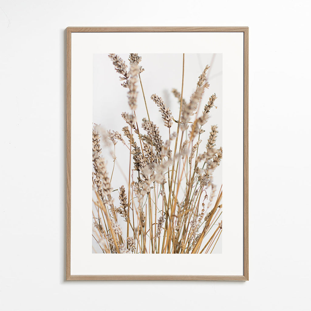 Botanický plakát suché klasy