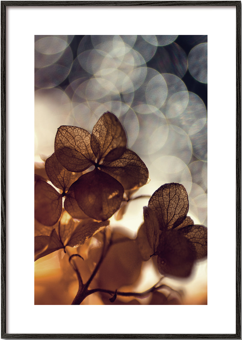 Botanický plakát: suché květy v jemném bokeh