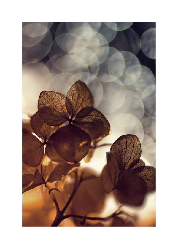 Botanický plakát: suché květy v jemném bokeh