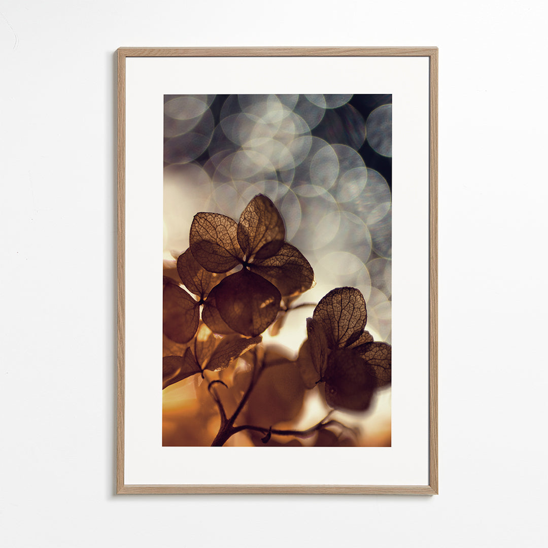 Botanický plakát: suché květy v jemném bokeh