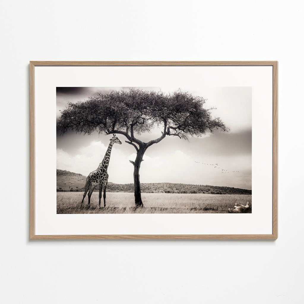 Žirafa na savaně fotografie