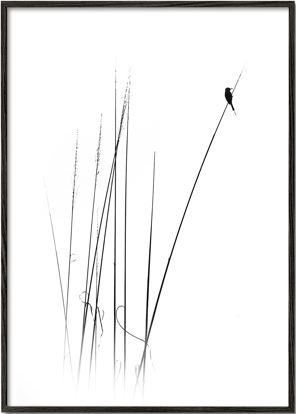 Fotografie: pták na rákosu minimalistický