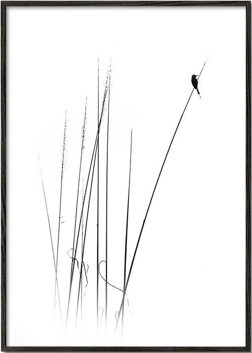 Fotografie: pták na rákosu minimalistický
