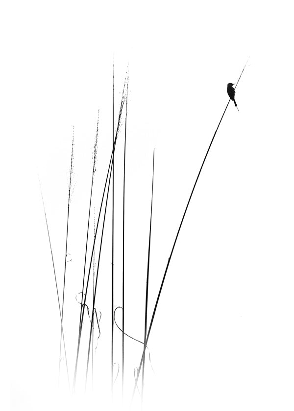 Fotografie: pták na rákosu minimalistický