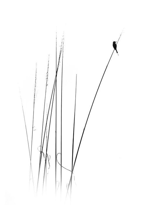 Fotografie: pták na rákosu minimalistický