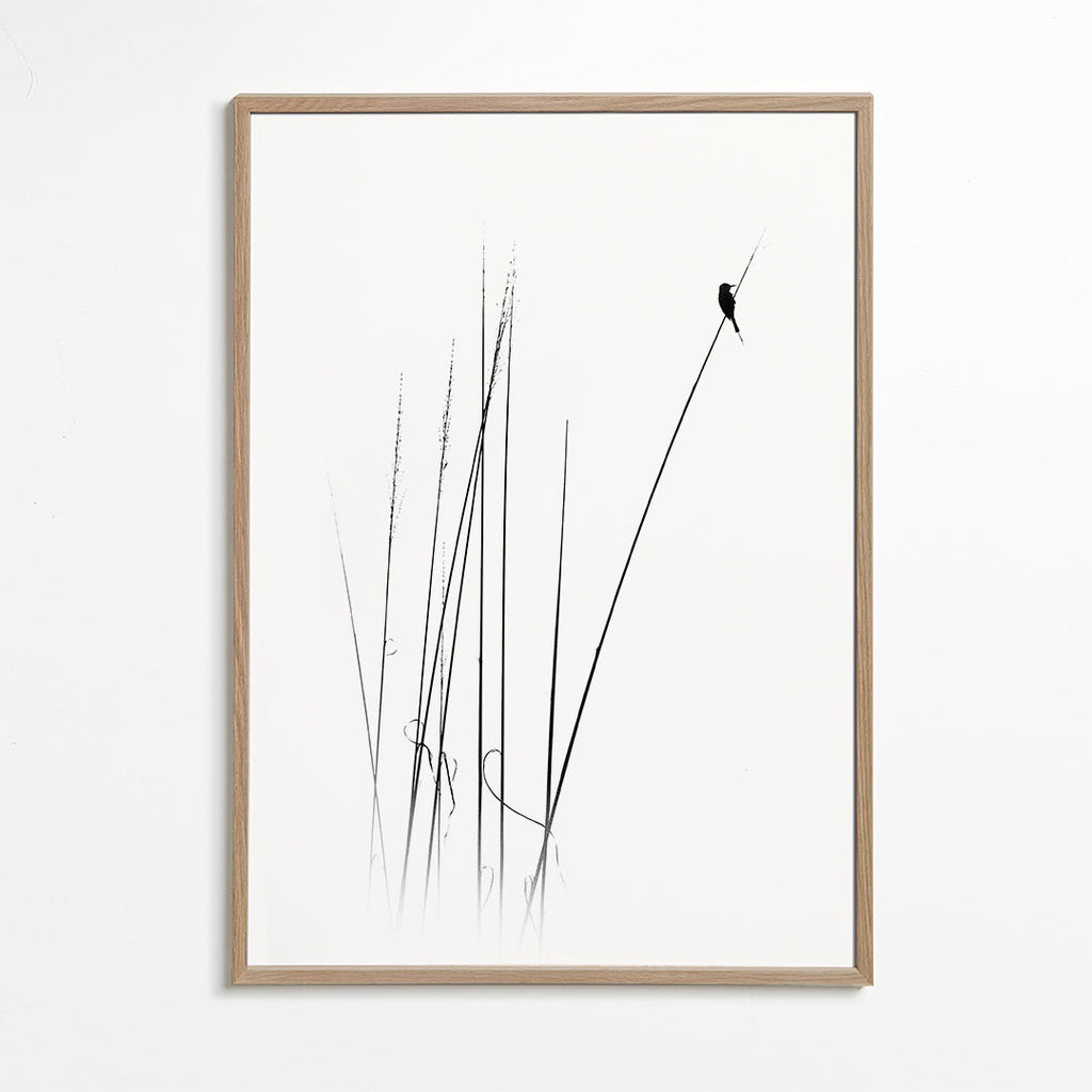Fotografie: pták na rákosu minimalistický