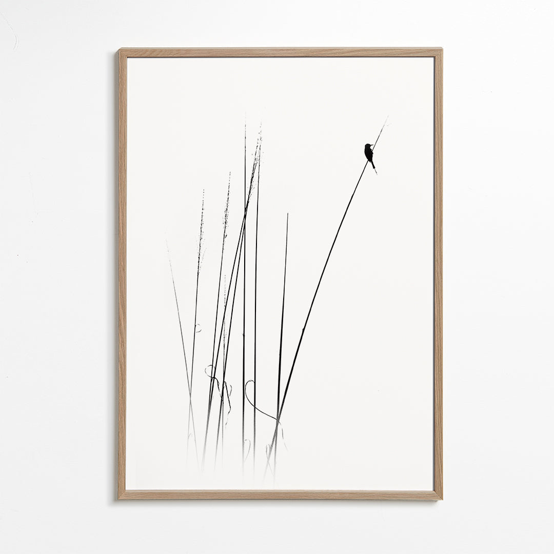 Fotografie: pták na rákosu minimalistický