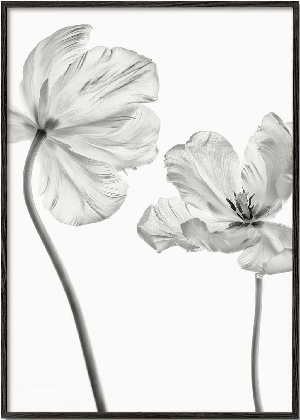 Botanický plakát: tulipány černobíle