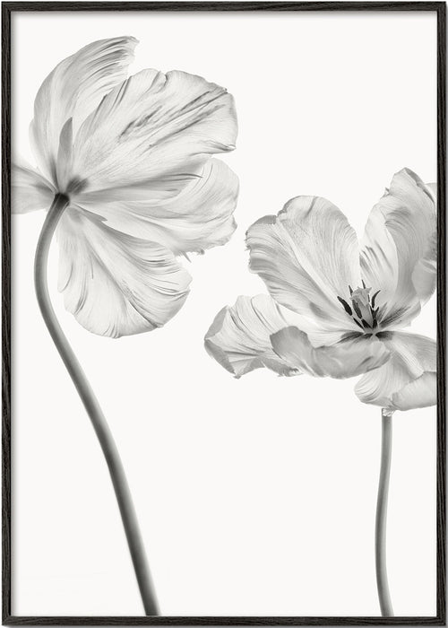 Botanický plakát: tulipány černobíle