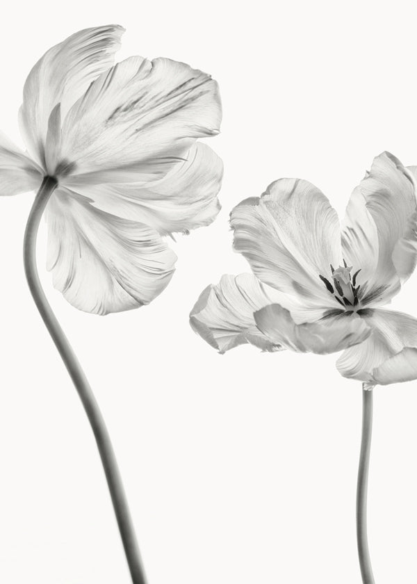Botanický plakát: tulipány černobíle