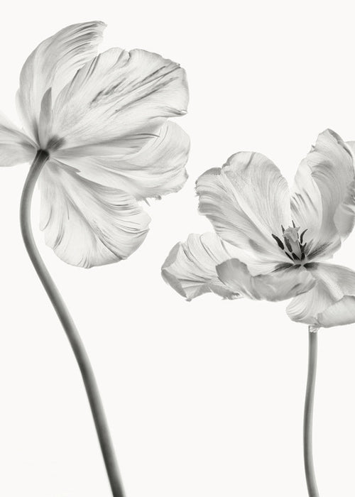 Botanický plakát: tulipány černobíle