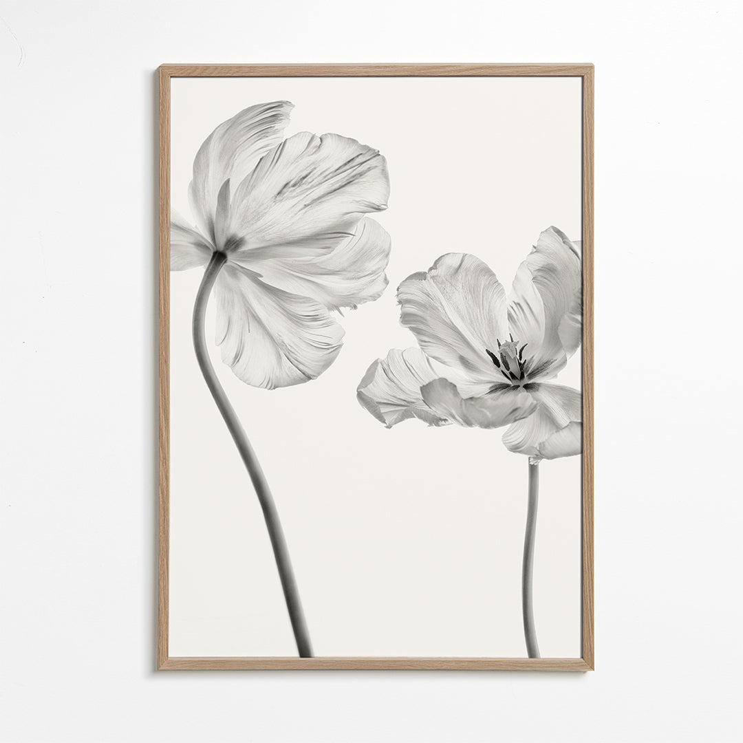 Botanický plakát: tulipány černobíle