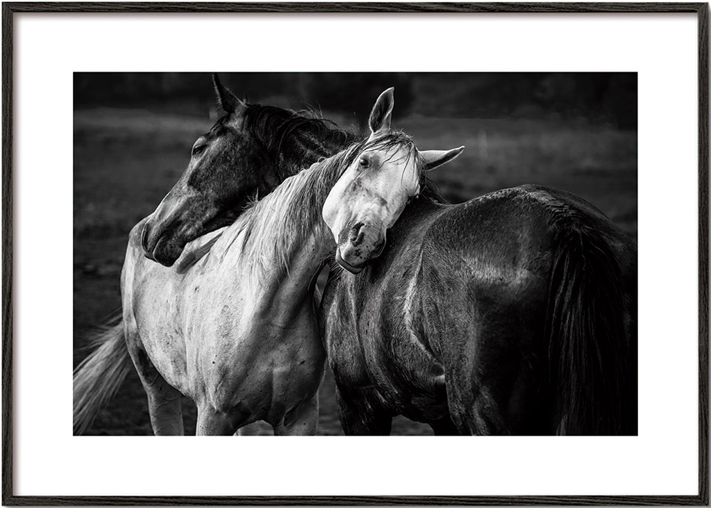 Fotografie koní v intimním gestu