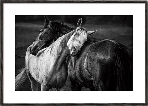 Fotografie koní v intimním gestu