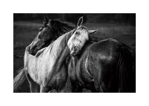 Fotografie koní v intimním gestu