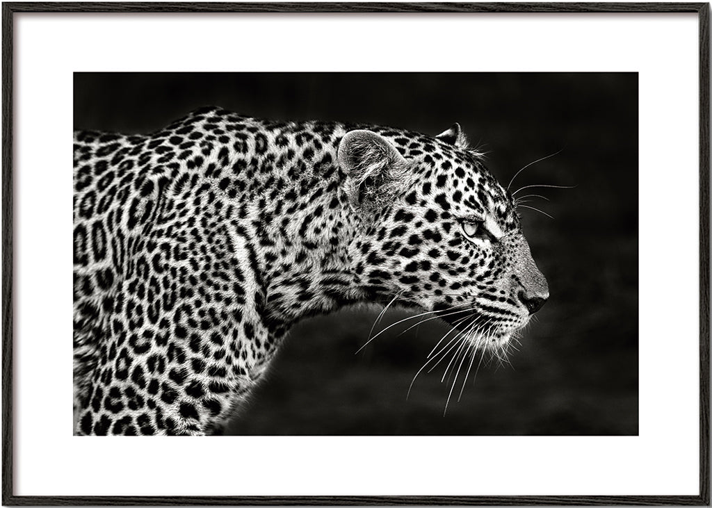 Leopard Close Up