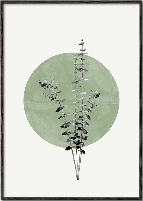 Botanický plakát: eukalyptus se zeleným kruhem