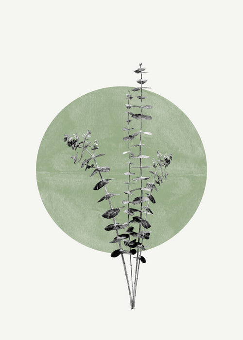 Botanický plakát: eukalyptus se zeleným kruhem