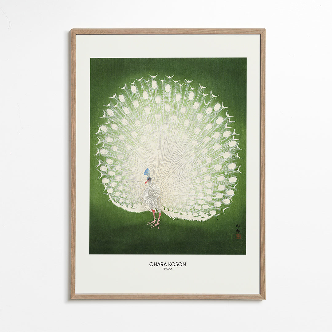 Peacock - Wide