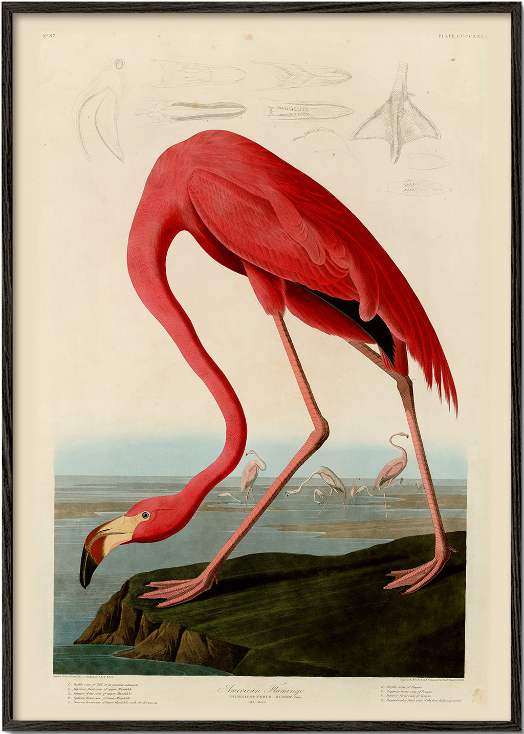 Obraz plameňák v Audubon stylu