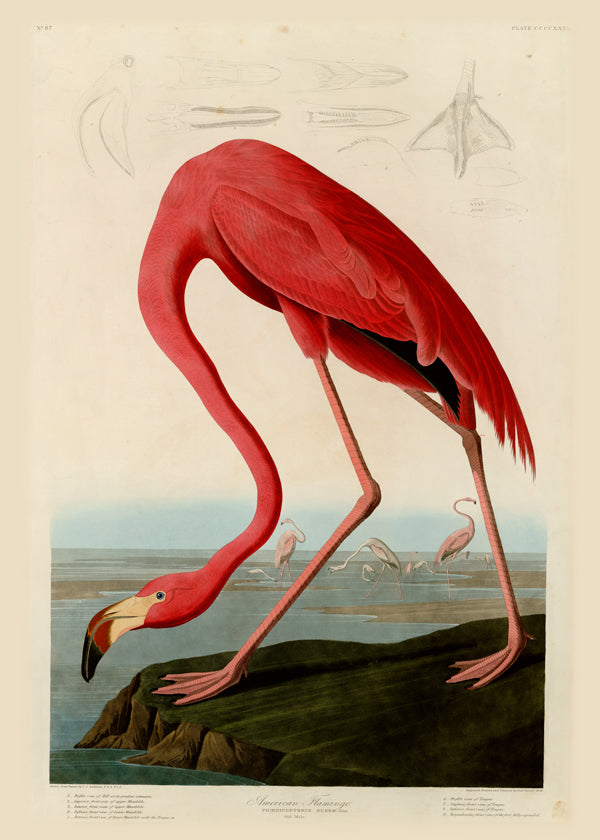 Obraz plameňák v Audubon stylu