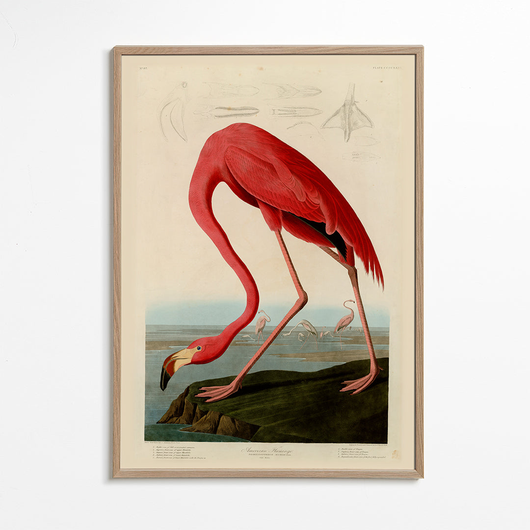 Obraz plameňák v Audubon stylu