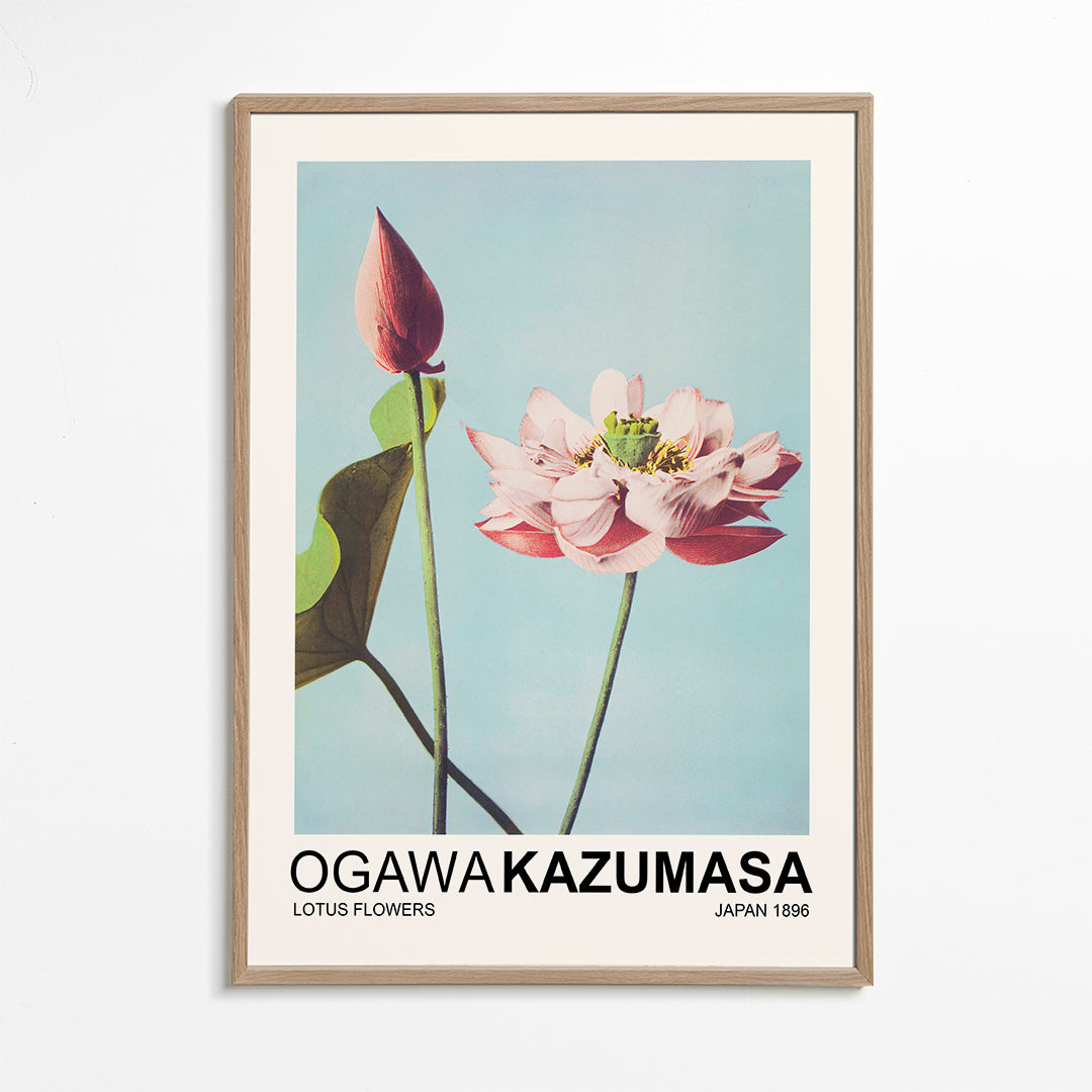 Botanický plakát: růžový lotos na modré obloze