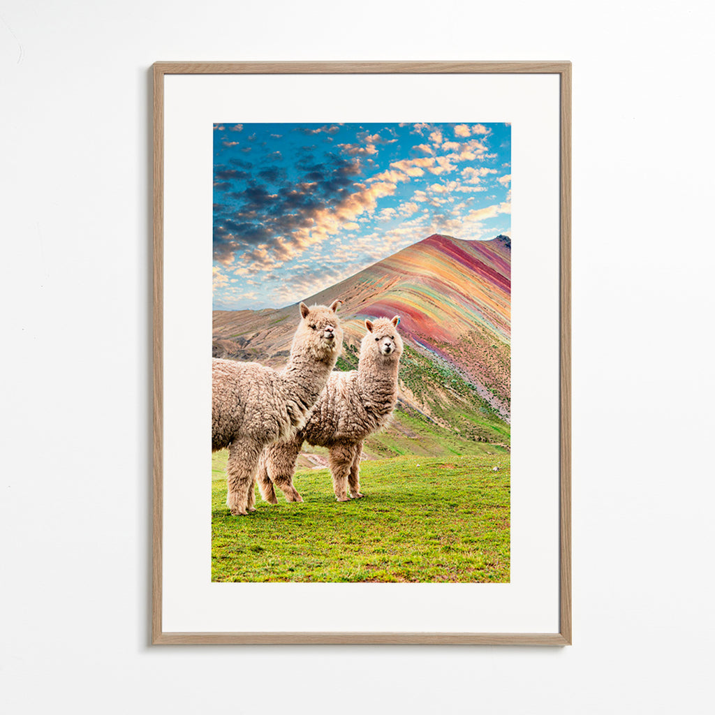 Obraz alpaky u duhové hory – Oak Frame